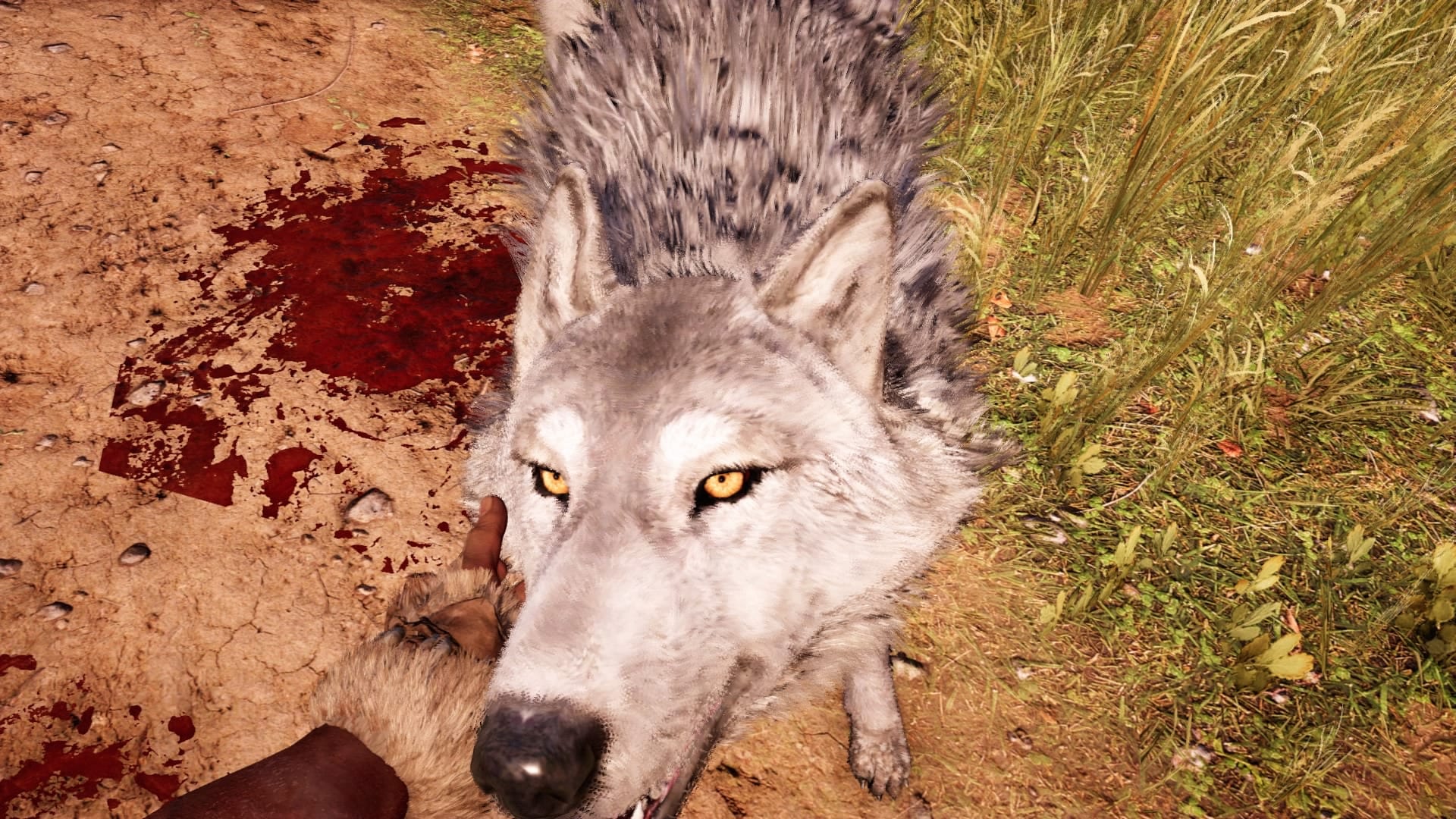 Dave the Wolf is a good boy. He likes cuddles and strokes. Oh, and man flesh.