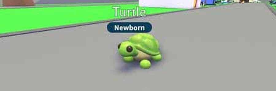 What To Name Your Turtle In Adopt Me