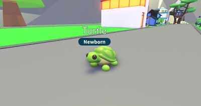 turtle newborn