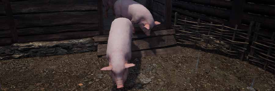 Medieval Dynasty Pigs | Pig Locations