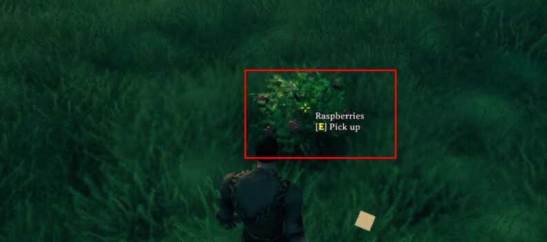 can you plant blueberries or raspberries valheim