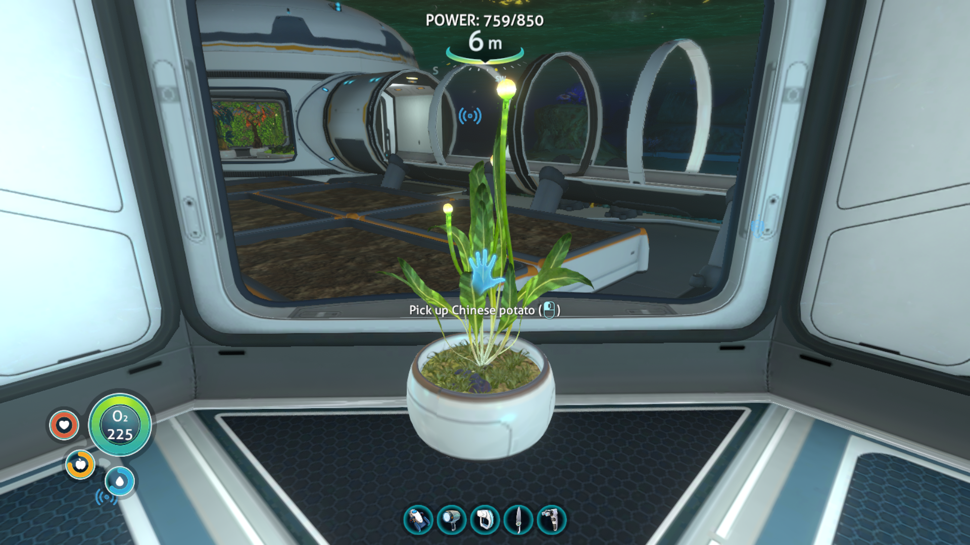 A screenshot of a grown Chinese Potato plant in Subnautica